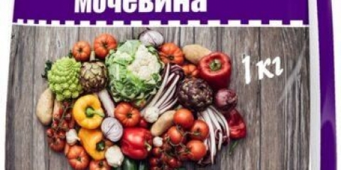 Kako hraniti stablo jabuke ureom (karbamidom): u proljeće, ljeto